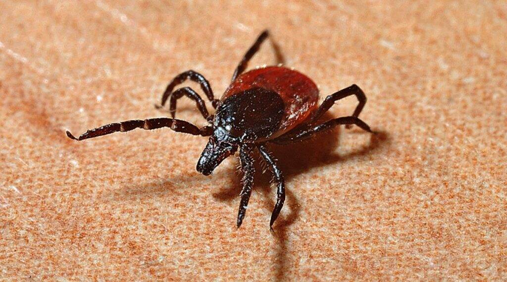 CCHF: पालघर जिल्ह्यात Crimean Congo Fever आजाराचे नवे आव्हान, प्रशासन सतर्क CCHF: पालघर जिल्ह्यात Crimean Congo Fever आजाराचे नवे आव्हान, प्रशासन सतर्क