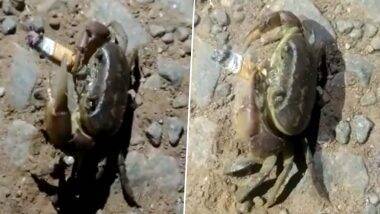 Crab Smoking Cigarette: सिगरेट च्या पाकीटावर धुम्रपानाने कॅन्सर होण्याचा सल्ला देणारा खेकडाच स्वतः दिसला स्मोकिंग करताना, Watch Video Viral