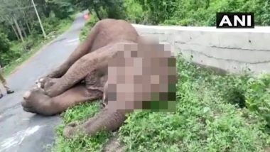 Elephant Death: तामिळनाडू मधील मारापलम शोलायूर परिसरात हत्तीचा मृतदेह आढळल्याने खळबळ; तोंडावर जखमांच्या खुणा
