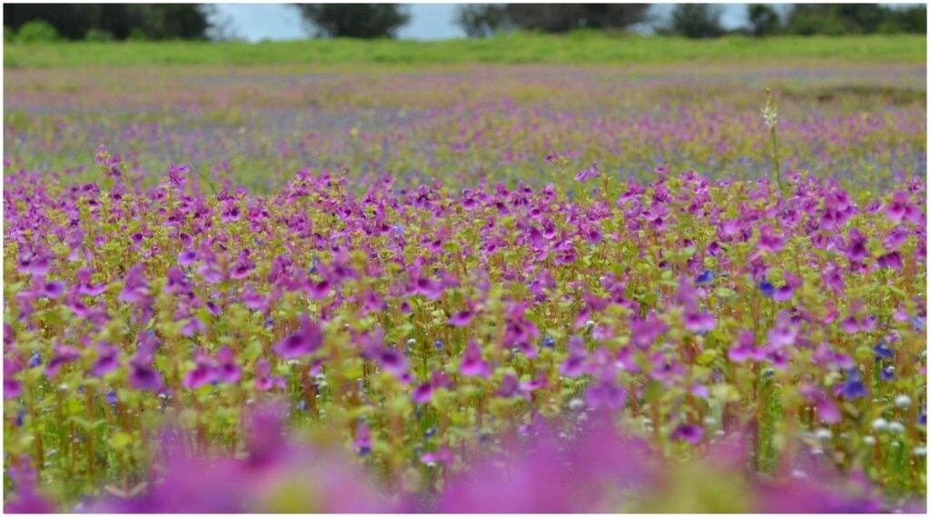 Kaas Plateau Tourism Ban: कास पठार पर्यटकांसाठी यंदा खुले नाही, कोरोना व्हायरस संकटाचा परिणाम Kaas Plateau Tourism Ban: कास पठार पर्यटकांसाठी यंदा खुले नाही, कोरोना व्हायरस संकटाचा परिणाम
