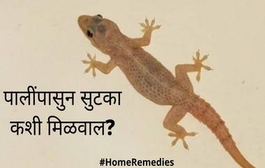 How To Get Rid Of Lizards: घरात पाली धुमाकुळ घालतायत ? 'हे' सोप्पे उपाय करुन आजच मिळवा या त्रासातुन सुटका