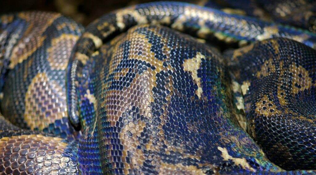 Python Swallows Nilgai Calf-Video: थरारक व्हिडिओ; अजगराने गिळले नील गाईचे वासरु Python Swallows Nilgai Calf-Video: थरारक व्हिडिओ; अजगराने गिळले नील गाईचे वासरु