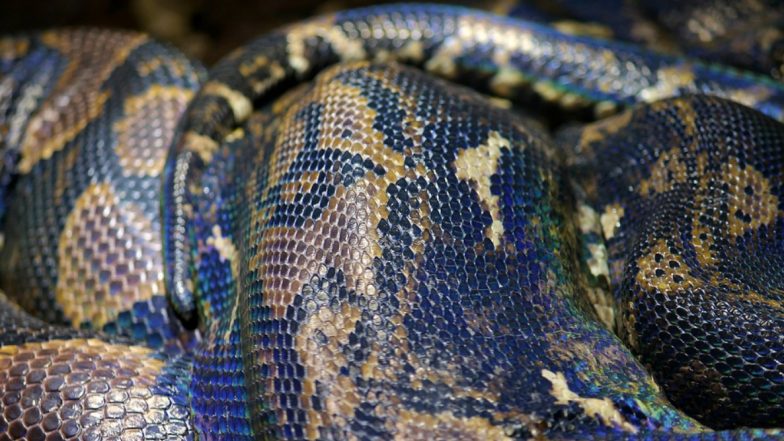 Python Swallows Nilgai Calf-Video: थरारक व्हिडिओ; अजगराने गिळले नील गाईचे वासरु