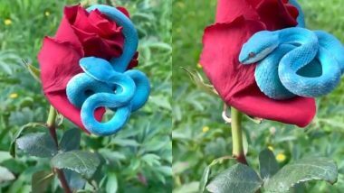 Rare Blue Snake Viral Video: लाल रंगाच्या गुलाबाच्या फुलावर निळ्या रंगाच्या दुर्मिळ सापाचा व्हिडिओ व्हायरल; जगातील सर्वात सुंदर साप असल्याचा नेटीझन्सचा दावा