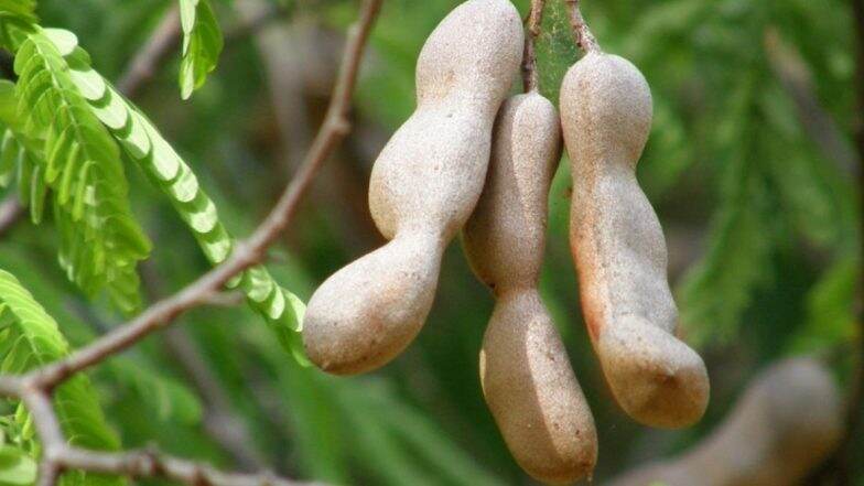 Benefits Of Tamarind: उच्च रक्तदाब ते तुमचे वजन नियंत्रणात ठेवण्यासाठी मदत करते चिंच, जाणून घ्या फायदे