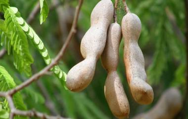 Benefits Of Tamarind: उच्च रक्तदाब ते तुमचे वजन नियंत्रणात ठेवण्यासाठी मदत करते चिंच, जाणून घ्या फायदे