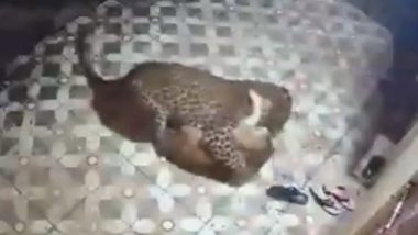 Leopard Attack Video: पुण्यात आंबेगाव तालुक्यात बिबट्याने शेतकर्‍याच्या घराबाहेरील कुत्र्याचा फडशा पाडला, थरकाप उडवेल असा हा क्षण पाहा