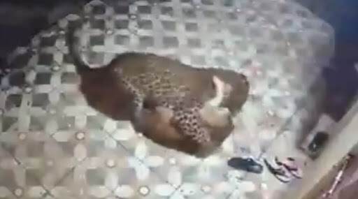Leopard Attack Video: पुण्यात आंबेगाव तालुक्यात बिबट्याने शेतकर्याच्या घराबाहेरील कुत्र्याचा फडशा पाडला, थरकाप उडवेल असा हा क्षण पाहा Leopard Attack Video: पुण्यात आंबेगाव तालुक्यात बिबट्याने शेतकर्याच्या घराबाहेरील कुत्र्याचा फडशा पाडला, थरकाप उडवेल असा हा क्षण पाहा