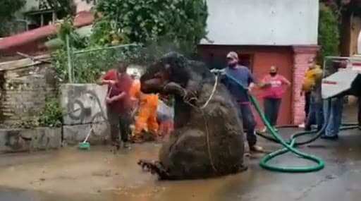 A Giant Rat Found In Mexico: मॅक्सिकोमध्ये सापडला माणसापेक्षा मोठा उंदीर; सोशल मीडियावर व्हायरल झालेल्या व्हिडिओमागील सत्य घ्या जाणून A Giant Rat Found In Mexico: मॅक्सिकोमध्ये सापडला माणसापेक्षा मोठा उंदीर; सोशल मीडियावर व्हायरल झालेल्या व्हिडिओमागील सत्य घ्या जाणून
