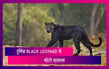 Tadoba National Park मधल्या दुर्मिळ Black Leopard चे फोटो व्हायरल,जाणून घ्या बिबट्याच्या मागील रहस्य