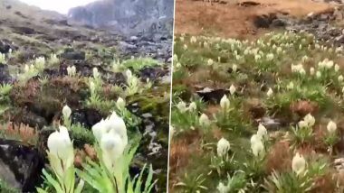 ब्रम्ह कमळांनी बहरला उत्तराखंडातील रूद्रप्रयाग चा परिसर,  Climate Change मुळे यंदा ऑफ सिझनही उमलली फुलं (Watch Video)