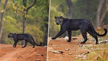 Maharashtra: ताडोबा नॅशनल पार्कमध्ये दुर्मिळ अशा Black Leopard दिसल्याचे फोटो व्हायरल, जाणून घ्या 'या' बिबट्यांच्या मागील रहस्य