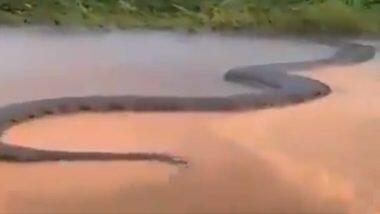 Anaconda Viral Video: ब्राझीलमध्ये नदी पार करणाऱ्या 50 फूट एनाकोंडा चा व्हिडिओ सोशल मीडियावर व्हायरल; जाणून घ्या काय आहे यामागचं सत्य