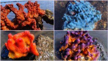 Coral Life In Mumbai: मुंबईत Coastal Road Project मार्गात आढळलेल्या 18 Coral Colonies चं  Wildlife Clearance नंतर सुरक्षित स्थलांतरण होण्याची शक्यता; इथे पहा वरळी, हाजी अली जवळील प्रवाळांचे मोहक फोटोज!