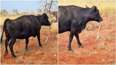 Cow Snacks on Snake: ऑस्ट्रेलिया मध्ये गाय सापाला खात असल्याची दुर्मिळ घटना कॅमेर्‍यात कैद; पहा व्हायरल फोटो