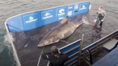 50-year-old White Shark 'Queen of the Ocean' Caught: कॅनडा च्या नोवा स्कोटिया मध्ये सापडला अवाढव्य पांढरा शार्क, Watch Viral Video
