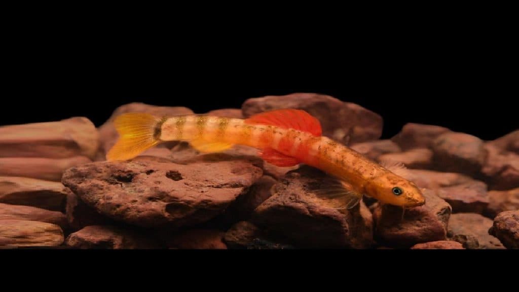 Tejas Thackeray Discovered a New Fish Hiranyakeshi: तेजस ठाकरे यांनी शोधला नवा मासा, नाव ठेवलं 'हिरण्यकेशी Tejas Thackeray Discovered a New Fish Hiranyakeshi: तेजस ठाकरे यांनी शोधला नवा मासा, नाव ठेवलं 'हिरण्यकेशी
