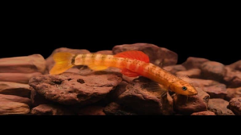Tejas Thackeray Discovered a New Fish Hiranyakeshi: तेजस ठाकरे यांनी शोधला नवा मासा, नाव ठेवलं 'हिरण्यकेशी