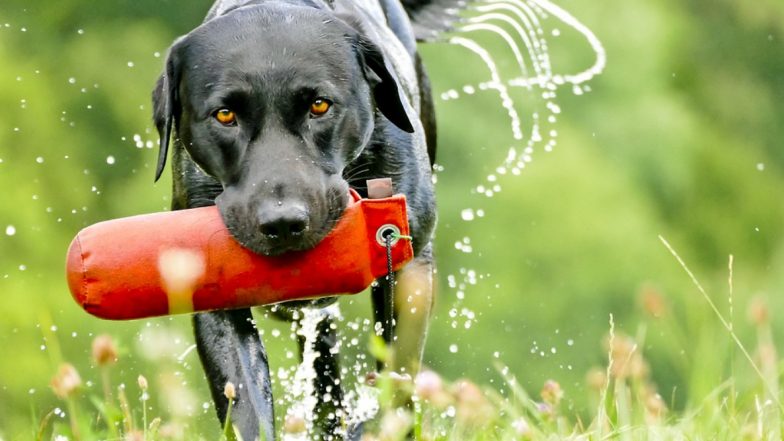 Labrador Picks Up Sex Toy: 'सेक्स टॉय' तोंडात पकडून पळाला कुत्रा; तिची झाली दैना.. दैना