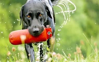 Labrador Picks Up Sex Toy: 'सेक्स टॉय' तोंडात पकडून पळाला कुत्रा; तिची झाली दैना.. दैना