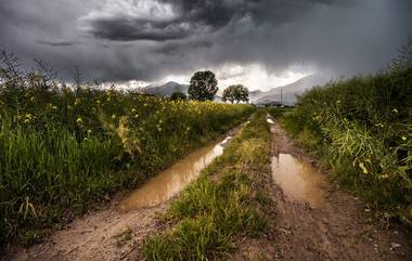 Maharashtra Monsoon: महाराष्ट्रात अवकाळी पावसामुळे गर्भवती महिलेसह 7 जणांचा मृत्यू, शेतीला सुद्धा बसला फटका