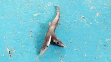 Rare Two-Headed Baby Shark: पालघरमधील मच्छीमाराने पकडले 2 तोंडे असलेल्या दुर्मिळ शार्क माश्याचे पिल्लू; महाराष्ट्राच्या किनारपट्टीवरील पहिलीचं घटना, पहा खास फोटोज