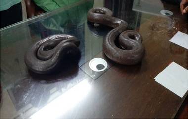 Two Sand Boa Snakes Recovered In Pune: दुर्मिळ मांडूळ सापांची तस्करी करणाऱ्याला भारती विद्यापीठ पोलिसांकडून अटक