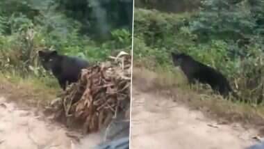 Black Panther Viral Video: देशाच्या पर्वतीय जंगलात आढळला दुर्मिळ ब्लॅक पँथर; सोशल मीडियावर व्हिडिओ व्हायरल