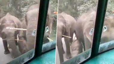 Elephants Eating Sugarcane Viral Video: हत्तीच्या कळपाने रस्त्यात ट्रक थांबवत केली ऊस खाण्यास सुरूवात; व्हिडिओ पाहून नेटीझन्स म्हणाले, 'ही कर वसूल करण्याची योग्य पद्धत'