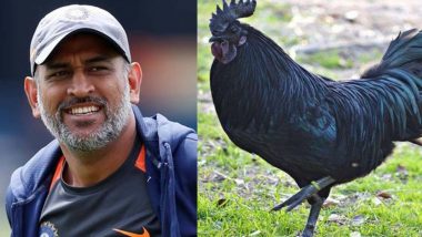 Kadaknath Chicken: क्रिकेटमधून निवृत्ती घेतल्यानंतर MS Dhoni पाळणार कडकनाथ कोंबड्या; दिली 2000 पिल्लांची ऑर्डर