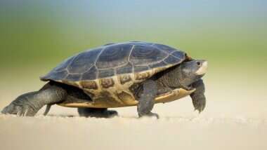 Turtle Smuggling: उत्तर प्रदेशच्या Etawah येथे 1 कोटी रुपयांचे 2581 कासव जप्त; Sex Power वाढवण्यासाठी टर्टल चीपचा होतो उपयोग