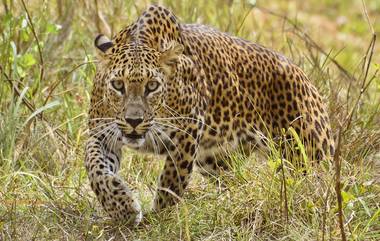 Leopards Increased in India: भारतात गेल्या 4 वर्षात बिबट्यांच्या संख्येत 60 टक्क्यांची वाढ; मध्य प्रदेशात सर्वाधिक तर महाराष्ट्र तिसऱ्या क्रमांकावर