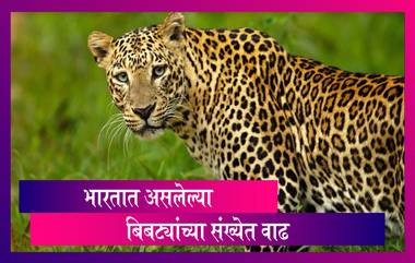 Leopards Increased in India: भारतात गेल्या 4 वर्षात बिबट्यांच्या संख्येत 60 टक्क्यांची वाढ