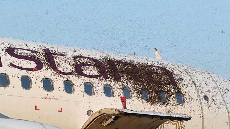 काय सांगता? Vistara च्या विमानावर मधमाशांचा हल्ला; अग्निशमन दलाने पाण्याचा फवारा मारून हटवले (Watch Video)