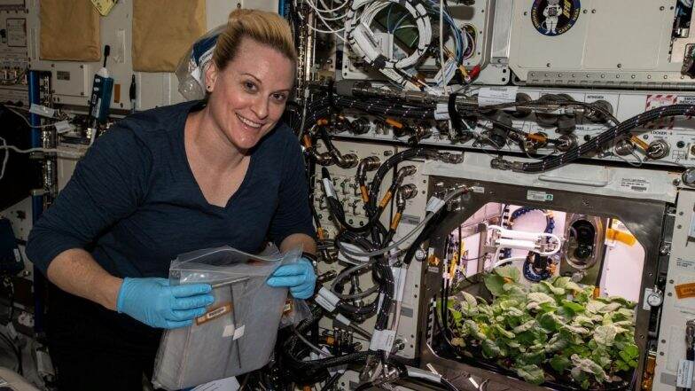 NASA च्या अंतराळवीरांचे मोठे यश; पहिल्यांदाच International Space Station मध्ये उगवण्यात आला 'मुळा' (Watch Video)