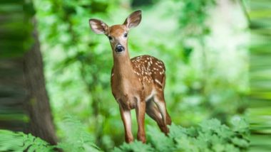 Deers Spotted In Pune: गवा दिसला, आता पुणे येथे हरणांचा कळप करतोय मुक्तसंचार; शिवणे परिसरात मानवी सोसायटीत वावर