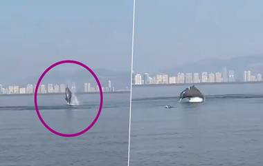 Dolphin in Vashi Creek: वाशी च्या खाडीमध्ये नागरिकांनी झाले डॉल्फिनचे दर्शन, व्हायरल व्हिडिओच्या माध्यमातून पाहा हा अद्भूत नजारा, Watch Video