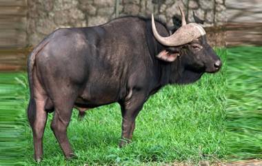 Gaur Found In Pune: पुणे येथे बावधान परिसरात पुन्हा दिसला गवा; वनविभाग घटनास्थळी दाखल, पकडण्यासाठी प्रयत्न सुरु