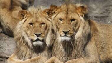 Coronavirus in Lions: बार्सिलोना प्राणिसंग्रहालयातील 4 सिंहांना कोरोना विषाणूची लागण; Big Cats ना COVID-19 होण्याची दुसरीच घटना