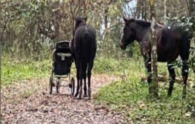 Viral Video: जंगली घोड्यांनी चोरले Baby Stroller; फ्लोरिडामधील विचित्र घटनेचा व्हिडिओ सोशल मीडियावर व्हायरल