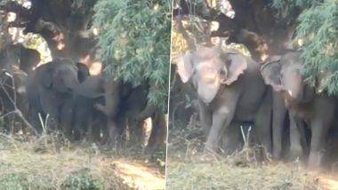 Elephants Viral Video: हत्तीच्या कळपाने एकीचे बळ दाखवत आपल्या क्षेत्रात आलेल्या लोकांना 'अशा' पद्धतीने लावले पळवून, पाहा व्हायरल व्हिडिओ