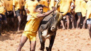 Jallikattu: जल्लीकट्टू खेळाचे आयोजन करण्यास तामिळनाडू सरकारची परवानगी; कोरोना विषाणू नियमांचे करावे लागेल पालन