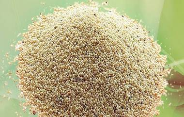 Benefits Of Poppy Seeds : खसखस 'या' आजरांवर आहे गुणकारी; जाणून घ्या कसा कराल वापर 