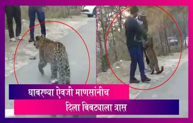 Young Leopard Strolls On Highway: बिबट्याच्या बछड्याला माणसांनीच दिला त्रास; पाहा व्हिडिओ