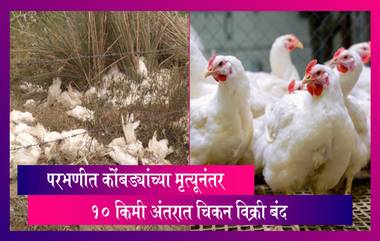 Bird Flu In Maharashtra: Parbhani मध्ये बर्ड फ्लूमुळे 400 कोंबड्यांच्या मृत्यूनंतर; 10 किमी अंतरावरील खरेदी विक्रीवर बंदी