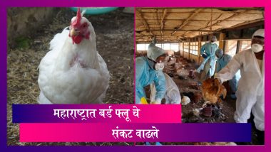 Bird Flu In Maharashtra: महाराष्ट्रात 4,351 पक्षांचा मृत्यु; आतापर्यंत 12,624 पक्षांनी गमावला जीव