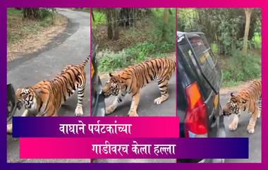 Tiger Pulls, Attacks Safari Vehicle In Bannerghatta National Park: वाघाचा पर्यटकांच्या सफारीवर हल्ला