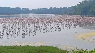 Flamingo Birds in Mumbai: नवी मुंबईच्या नेरूळ येथील तलावामध्ये स्थलांतरित फ्लेमिंगो पक्षांचे आगमन; पाण्यावर पसरल्या गुलाबी छटा