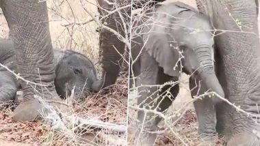 Baby Elephant Adorable Video: सकाळी आपल्या बाळाला झोपेतून उठविण्यासाठी हत्तिणीने केले असे काही जे पाहून तुमच्याही बालपणीच्या आठवणी होतील ताज्या