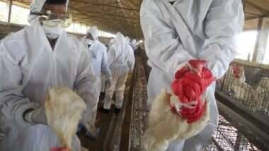 महाराष्ट्रामध्ये Bird Flu चा धोका; ठाण्यात 15 पक्षी मृतावस्थेत आढळले, मृतदेह पाठवले तपासणीला 